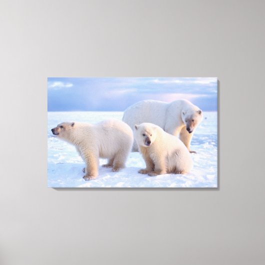 Ijsbeer-moeder met welpen op pakijs van de kust canvas afdruk (Voorkant)