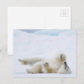 Ijsbeer rollend in de sneeuw, Noorwegen Briefkaart (Voorkant / Achterkant)