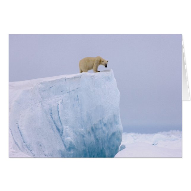 ijsbeer, Ursus maritimus (Voorkant Horizontaal)