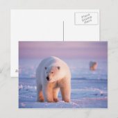 ijsbeer, Ursus maritimus Briefkaart (Voorkant / Achterkant)