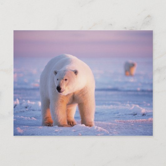 ijsbeer, Ursus maritimus Briefkaart (Voorkant)