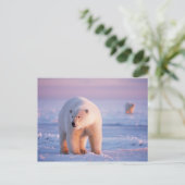 ijsbeer, Ursus maritimus Briefkaart (Staand voorkant)