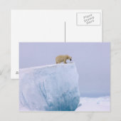 ijsbeer, Ursus maritimus Briefkaart (Voorkant / Achterkant)