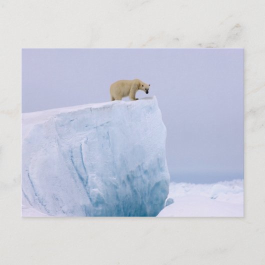 ijsbeer, Ursus maritimus Briefkaart (Voorkant)
