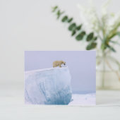 ijsbeer, Ursus maritimus Briefkaart (Staand voorkant)