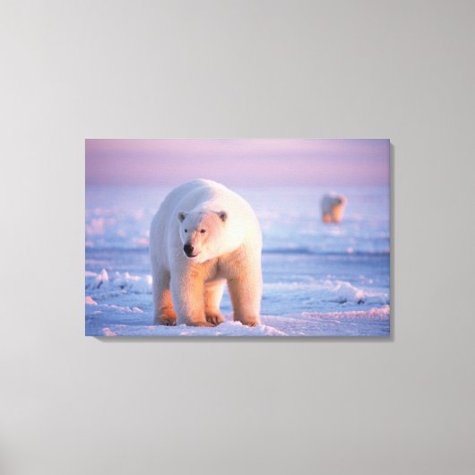 ijsbeer, Ursus maritimus Canvas Afdruk (Voorkant)