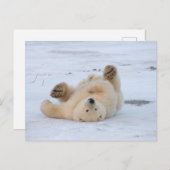 ijsbeer, Ursus maritimus die, welp 3 rollen Briefkaart (Voorkant / Achterkant)