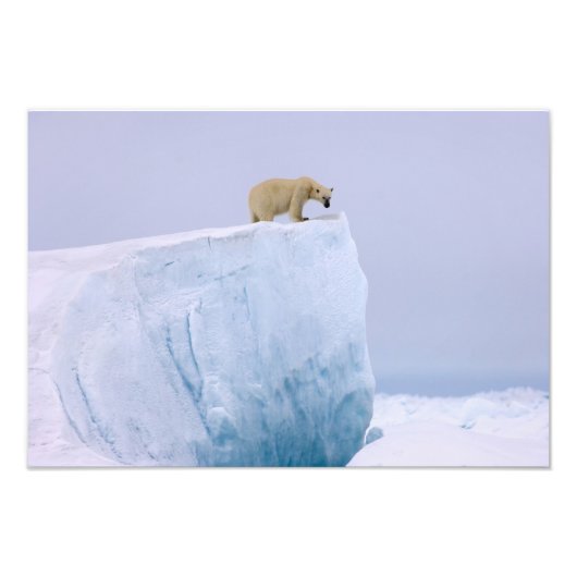 ijsbeer, Ursus maritimus Foto Afdruk (Voorkant)
