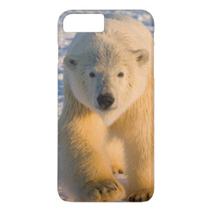 ijsbeer, Ursus maritimus, ijsbeer op ijs iPhone 8/7 Plus Hoesje