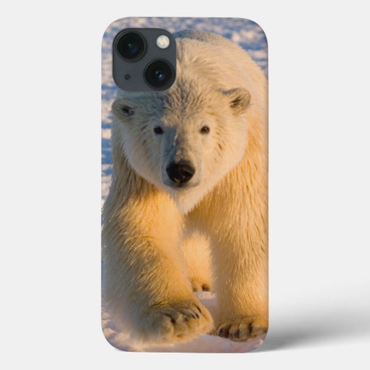 ijsbeer, Ursus maritimus, ijsbeer op ijs Case-Mate iPhone Case (Achterkant)