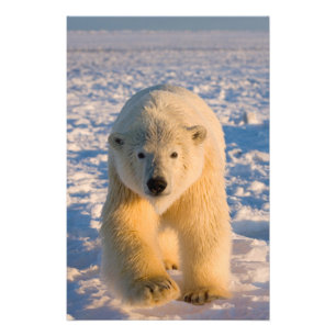 ijsbeer, Ursus maritimus, ijsbeer op ijs Foto Afdruk