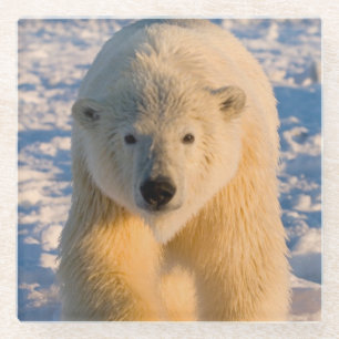 ijsbeer, Ursus maritimus, ijsbeer op ijs Glazen Onderzetter