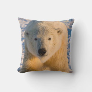 ijsbeer, Ursus maritimus, ijsbeer op ijs Kussen