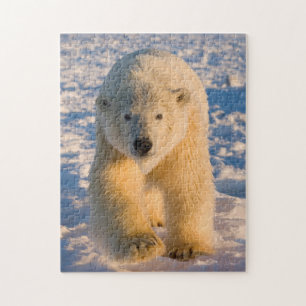 ijsbeer, Ursus maritimus, ijsbeer op ijs Legpuzzel