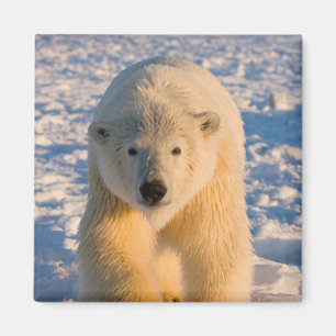 ijsbeer, Ursus maritimus, ijsbeer op ijs Magneet