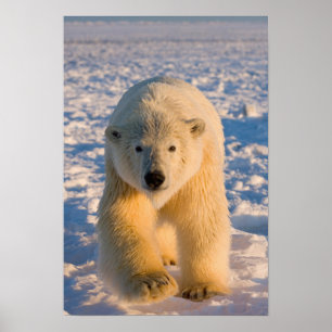 ijsbeer, Ursus maritimus, ijsbeer op ijs Poster
