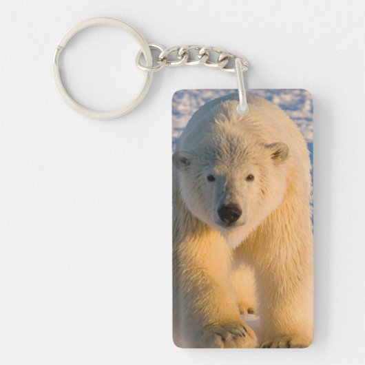 ijsbeer, Ursus maritimus, ijsbeer op ijs Sleutelhanger (Voorkant)