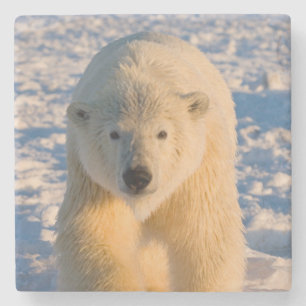 ijsbeer, Ursus maritimus, ijsbeer op ijs Stenen Onderzetter