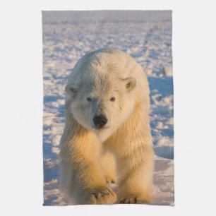 ijsbeer, Ursus maritimus, ijsbeer op ijs Theedoek