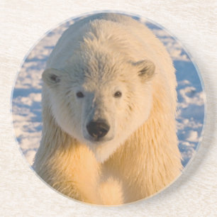 ijsbeer, Ursus maritimus, ijsbeer op ijs Zandsteen Onderzetter