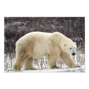 Ijsbeer Ursus maritimus) in Churchill Foto Afdruk