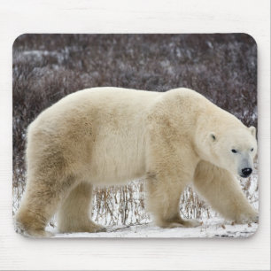 Ijsbeer Ursus maritimus) in Churchill Muismat
