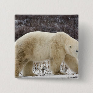 Ijsbeer Ursus maritimus) in Churchill Vierkante Button 5,1 Cm