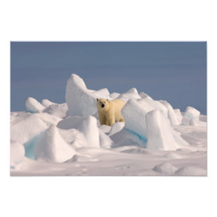 ijsbeer, Ursus maritimus, in ruw ijs Foto Afdruk