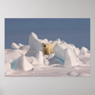ijsbeer, Ursus maritimus, in ruw ijs Poster