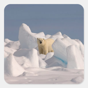 ijsbeer, Ursus maritimus, in ruw ijs Vierkante Sticker