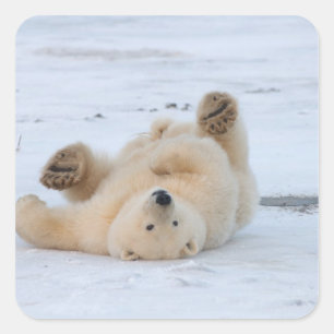 ijsbeer, Ursus maritimus, jong dier rolt 3 Vierkante Sticker