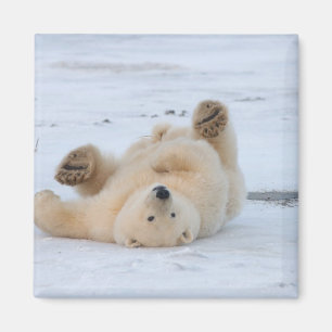 ijsbeer, Ursus maritimus, jong rollebollend 3 Magneet