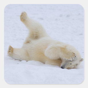 ijsbeer, Ursus maritimus, jong rollebollend Vierkante Sticker