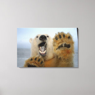 ijsbeer, Ursus maritimus, kijkt nieuwsgierig Canvas Afdruk