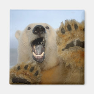 ijsbeer, Ursus maritimus, kijkt nieuwsgierig Magneet