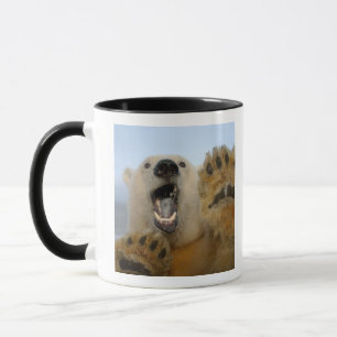 ijsbeer, Ursus maritimus, kijkt nieuwsgierig Mok