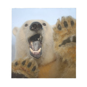 ijsbeer, Ursus maritimus, kijkt nieuwsgierig Notitieblok