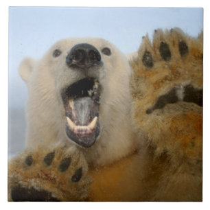 ijsbeer, Ursus maritimus, kijkt nieuwsgierig Tegeltje