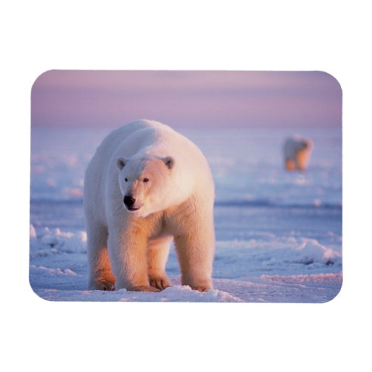 ijsbeer, Ursus maritimus Magneet (Horizontaal)