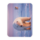 ijsbeer, Ursus maritimus Magneet (Verticaal)