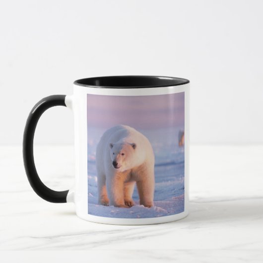 ijsbeer, Ursus maritimus Mok (Links)