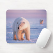 ijsbeer, Ursus maritimus Muismat (Met muis)