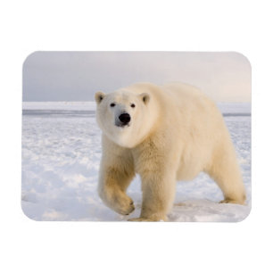 ijsbeer, Ursus maritimus, op ijs en sneeuw, 2 Magneet