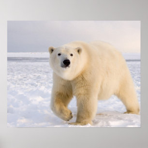ijsbeer, Ursus maritimus, op ijs en sneeuw, 2 Poster
