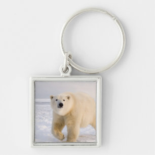ijsbeer, Ursus maritimus, op ijs en sneeuw, 2 Sleutelhanger