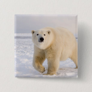 ijsbeer, Ursus maritimus, op ijs en sneeuw, 2 Vierkante Button 5,1 Cm