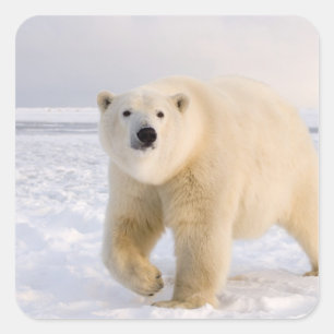 ijsbeer, Ursus maritimus, op ijs en sneeuw, 2 Vierkante Sticker