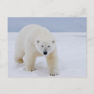 ijsbeer, Ursus maritimus, op ijs en sneeuw, Briefkaart