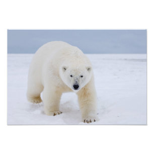 ijsbeer, Ursus maritimus, op ijs en sneeuw, Foto Afdruk