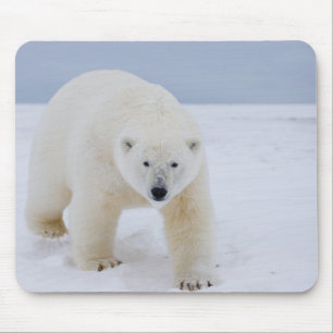 ijsbeer, Ursus maritimus, op ijs en sneeuw, Muismat